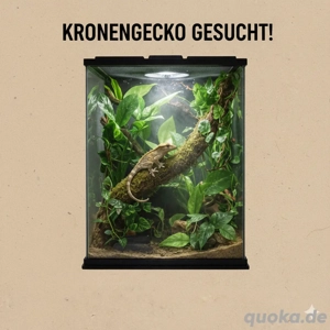 Suche Kronengecko inkl. komplettem Hochterrarium
