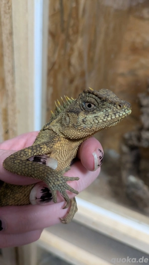 Grüner Nackenstachler Acanthosaura capra Echse Agame Reptil
