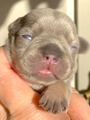 Premium Französische Bulldoggen Welpen aus promovierter Zucht 