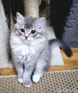 Wunderschöne Ragdoll - Britisch Kurzhaar Kitten Katze männlich Kater abzugeben