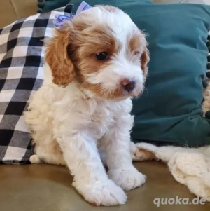 Premium Mini Cavapoo Welpen Sanftes Wesen & familienaufgezogen Bild 3