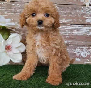 Premium Mini Cavapoo Welpen Sanftes Wesen & familienaufgezogen Bild 4