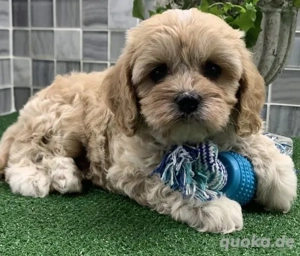 Premium Mini Cavapoo Welpen Sanftes Wesen & familienaufgezogen Bild 2