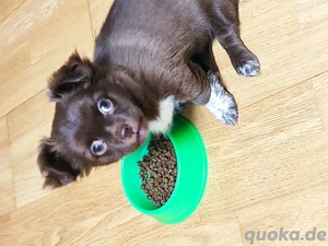 Reinrassige Chihuahua Welpe langhaarige