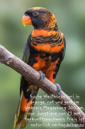 Suche Weißbürzellori 