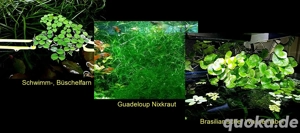 Schwimmfarn, Nixkraut, Wassernabel, Aquarienpflanzen (ab 3 )