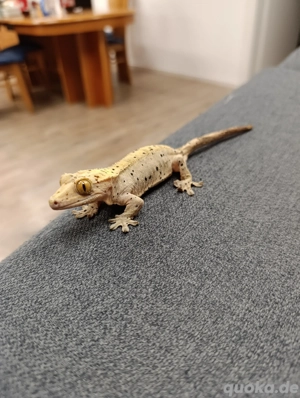 Kronengecko 0.1