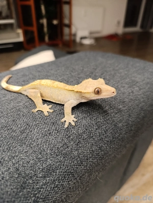 Kronengecko 0.1 nur Pet Only