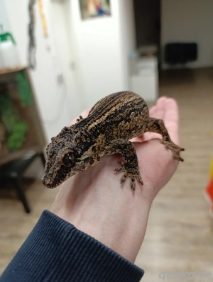 Höckerkopfgecko 0.1 