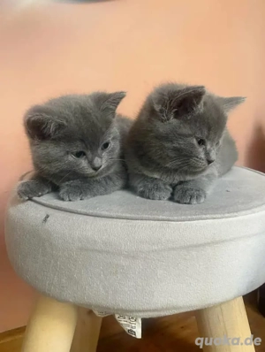  Süße Chartreux-Katze & Kätzchen abzugeben 