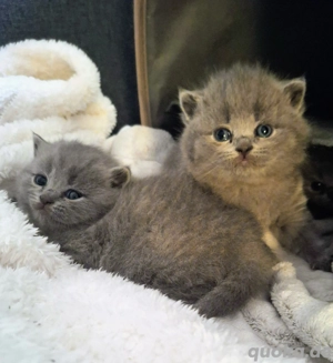 BKH Kitten Blue,Lilac,grau