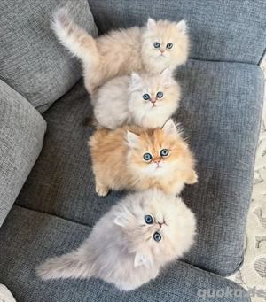Wunderschönes Perserkätzchen abzugeben