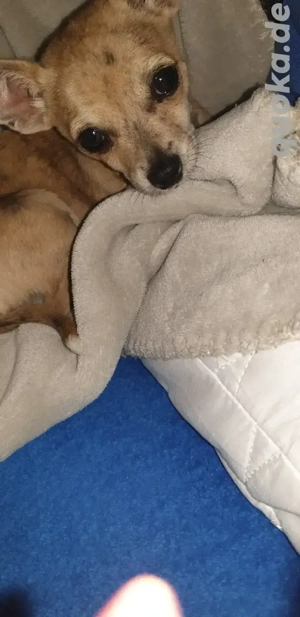 chihuahua  welpe abzugeben 