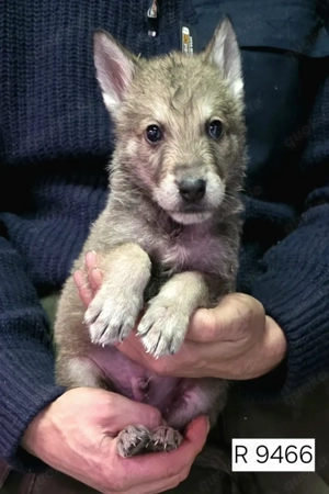 Marxdorfer Wolfshund Welpen