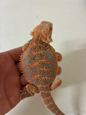 Bartagame Männlich