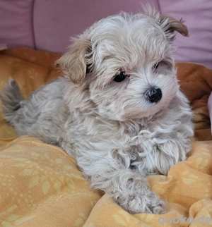 Wunderschöner kleinbleibender Maltipoo Welpe 