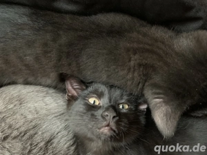 Klein Rudi (BKH MIX Kater 15 Wochen alt) der fellige Allrounder mit Bühnenambitionen :)