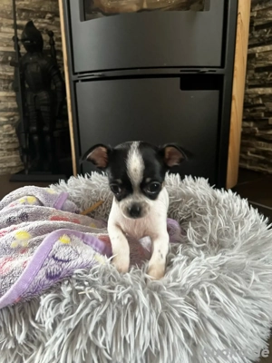 2 süße chihuahua welpen 