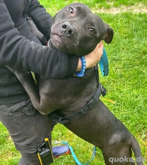 *MS CHOCOLATE* - besuchen Sie die Süße im Tierheim