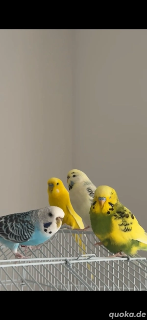 Vier Wellensittiche inklusive Käfig und Spielzeug abzugeben