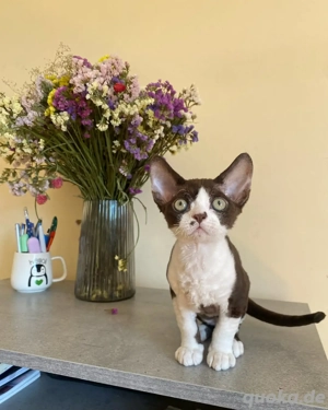 Devon Rex-Kätzchen (weiblich)