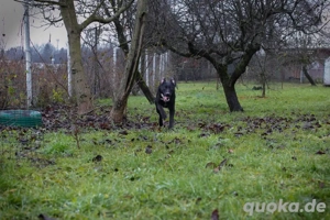 *HEIKO* - Der freundliche Junghund liebt die Menschennähe, und er braucht Beschäftigung Bild 5