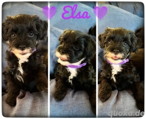 3 megasüsse Pudelmischlinge suchen ihr Für-immer Zuhause  Ab dem 11.1 dürfen sie ausziehen 