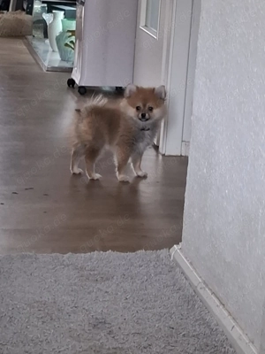 Hallo werkaufen eine kleine Hundin Bild 7