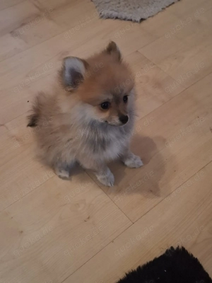 Hallo verkaufe eine kleine Hündin 