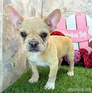      Jenni    Preciosa bulldog francés color crema, lista para su hogar definitivo!     