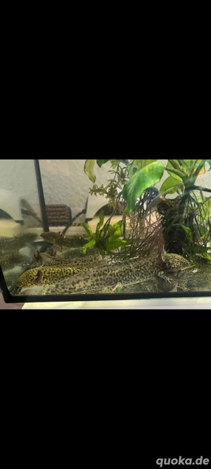 Axolotl Nachwuchs Verkaufe oder Tausche