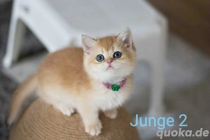 Zuckersüße black golden BKH Kitten 