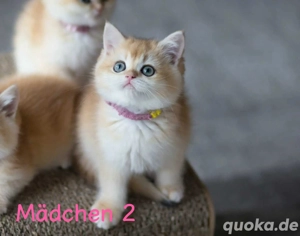 Zuckersüße black golden BKH Kitten 