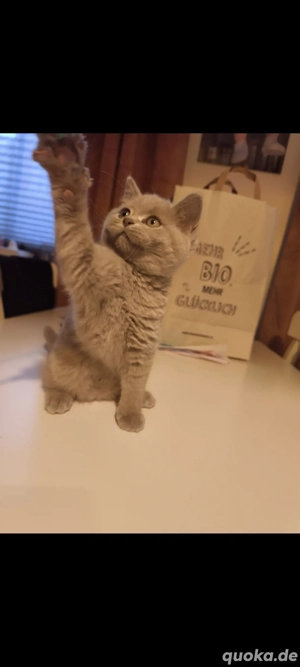 Zuckersüße BKH Kitten 