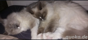 Edel-Mix Katzen abzugeben