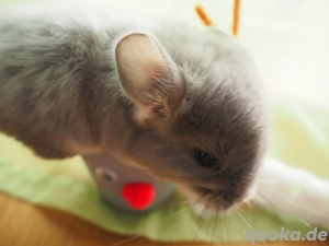 Chinchilla Weibchen Vio Bdt