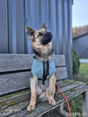 Junghündin sucht Menschen mit Geduld