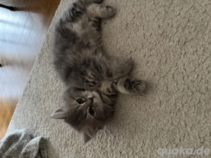 BLH Mix-Kitten   Britisch Langhaar Mix-Kitten (Katze)