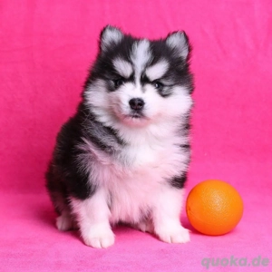 Pomsky-Welpen suchen ein neues Zuhause.