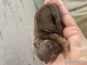 Russkiy Toy Terrier Welpen