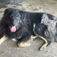 Romero ca. 48 cm   der Freundliche