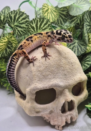 Wunderschöne Leopardgeckos 2025 abzugeben super zahm