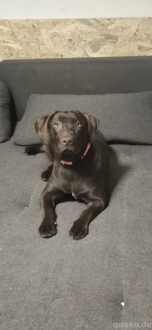 Liebe Hündin sucht neues Zuhause 