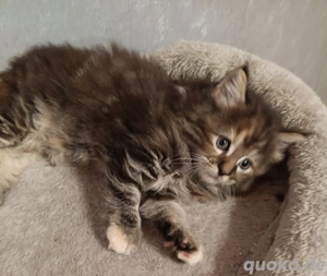 Maine Coon Kitten Mix