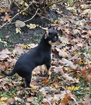 langhaar Chihuahua Welpen 