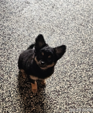 langhaar Chihuahua Welpen 