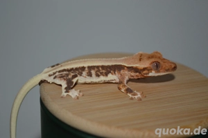 0.0.1 Kronengecko Jungtier