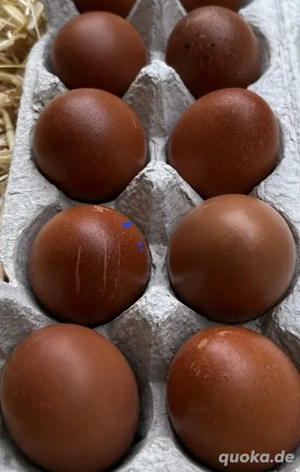 Bruteier Marans 