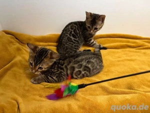 Tica-Meisterschaft Bengalkätzchen