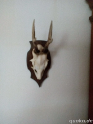 Geweih zu verkaufen 